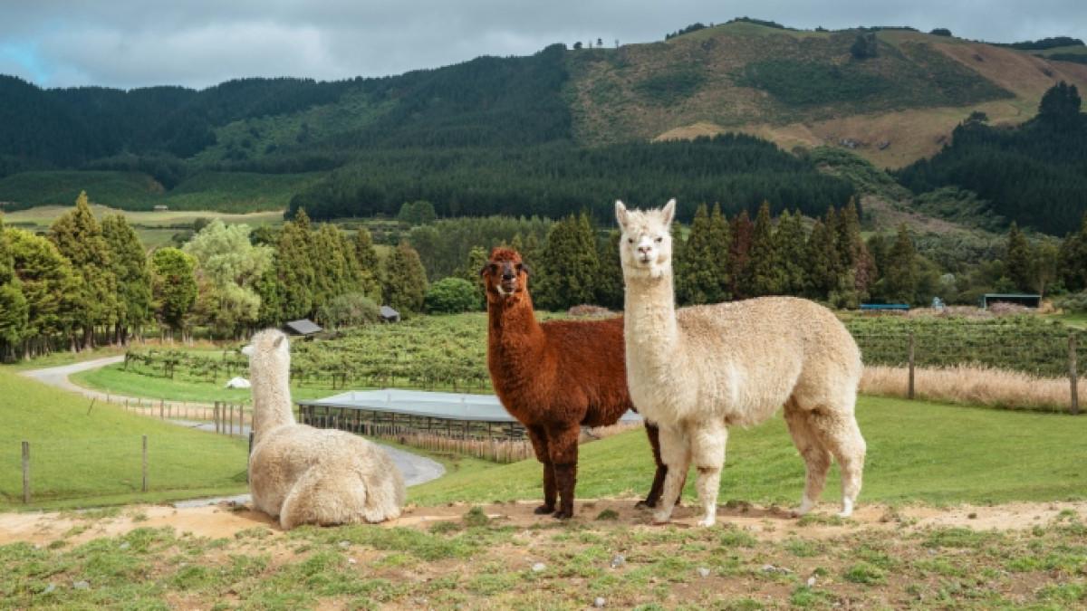 Ilustrasi kawanan alpaca.