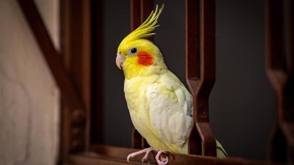 (Image Source: Canva)