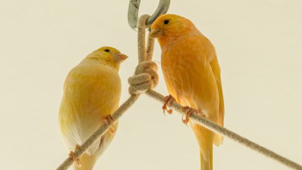 (Image Source: Canva)