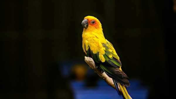 (Image Source: Canva)