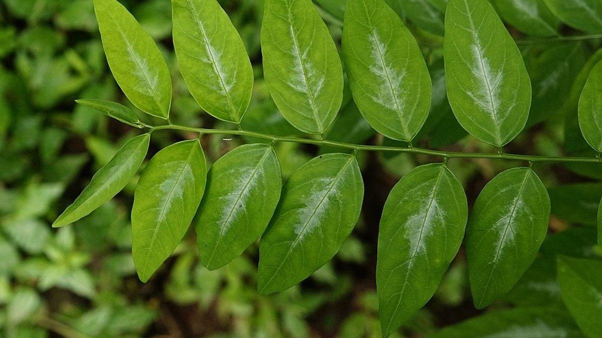 Ilustrasi - Daun katuk untuk meningkatkan produksi ASI