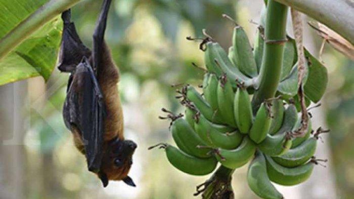 Ilustrasi Virus Nipah - Mikroorganisme Virus Nipah disebut bisa menular lewat hewan. Kelelawar disebut sebagai inang virus Nipah.