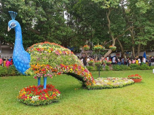 This may contain: there is a peacock made out of flowers in the grass