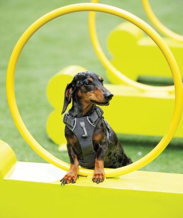 เพื่อนตัวเล็ก