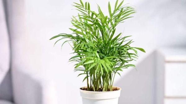 (Image Source: Pinterest/peacewithplants)