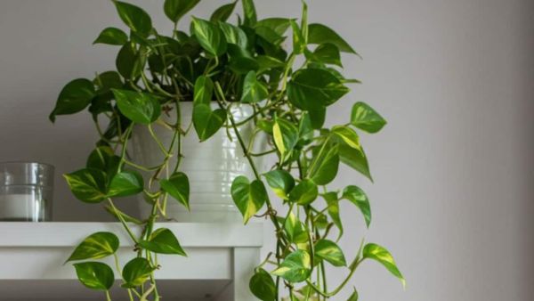 (Image Source: Pinterest/Sofias_Picks)