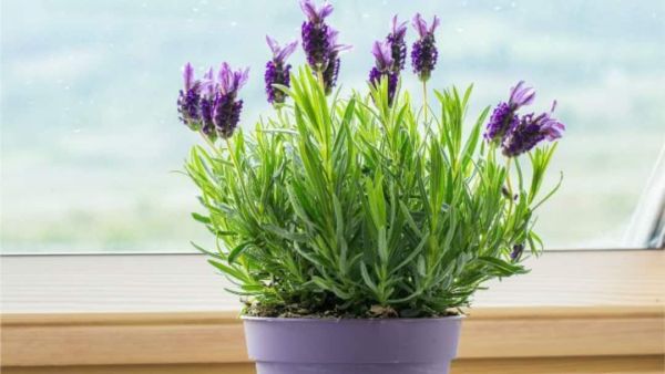 (Image Source: Pinterest/smartgardenguide)