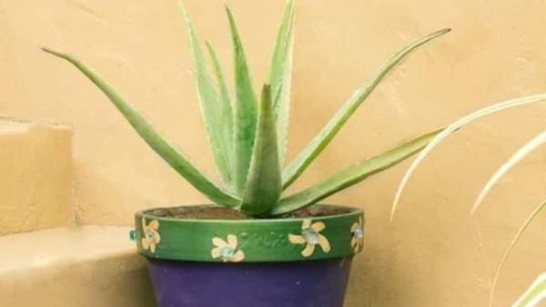 (Image Source: Pinterest/codainet)