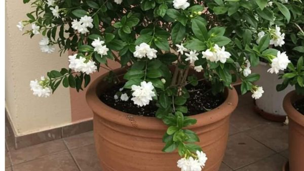 (Image Source: Pinterest/plantlover)