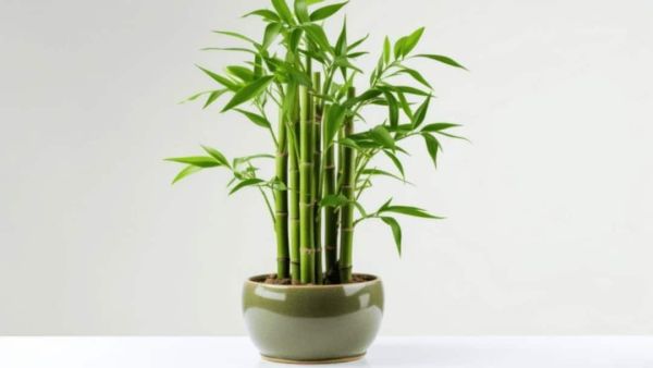 (Image Source: Pinterest/Levi_Amajiki00)