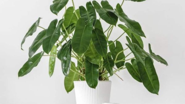 (Image Source: Pinterest/smartgardenguide)