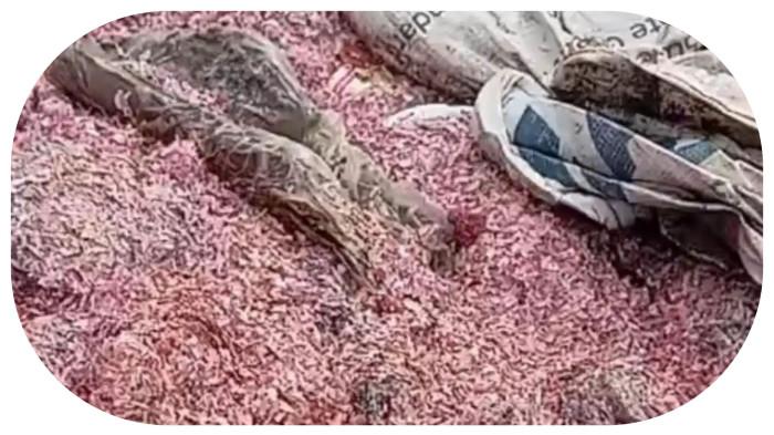 CACAHAH UANG DI BEKASI - Sebuah video potongan cacahan uang rupiah asli pecahan Rp 100 ribu dan Rp 50 ribu ditemukan berserakan di sebuah Tempat Pembuangan Sampah (TPS) liar di Kabupaten Bekasi viral di media sosial