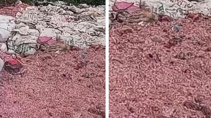 CACAHN UANG - Kolase tangkap layar video penampakan Cacahan kertas yang diduga menyerupai uang rupiah tercecer di area tempat pembuangan sampah (TPS) liar di Kampung Serang, Desa Taman Rahayu, Kecamatan Setu, Kabupaten Bekasi. Rabu (28/1/2026).