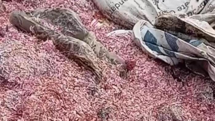 CACAHAN UANG KERTAS - Video temuan cacahan uang rupiah kertas asli pecahan Rp100 ribu dan Rp50 ribu yang berserakan di sebuah Tempat Pembuangan Sampah (TPS) liar di Kabupaten Bekasi viral di media sosial, Rabu (4/2/2026). Temuan tersebut mengundang perhatian publik karena nilai dan status keaslian uang yang dibuang bersama sampah rumah tangga tersebut. 