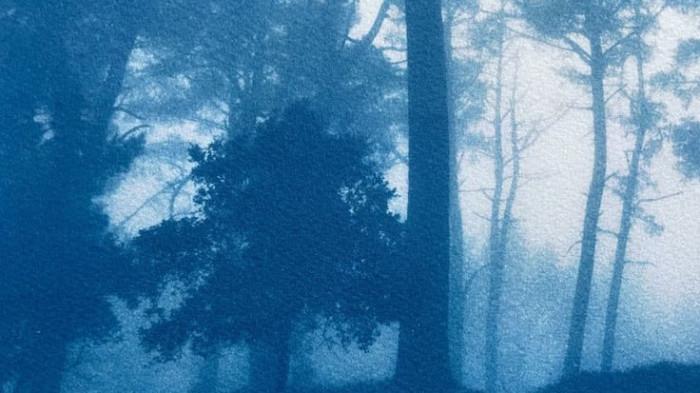 cetak cyanotype fotografi