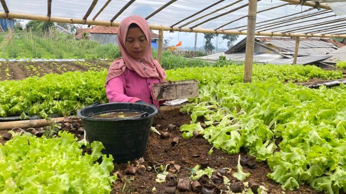 petani selada cisarua