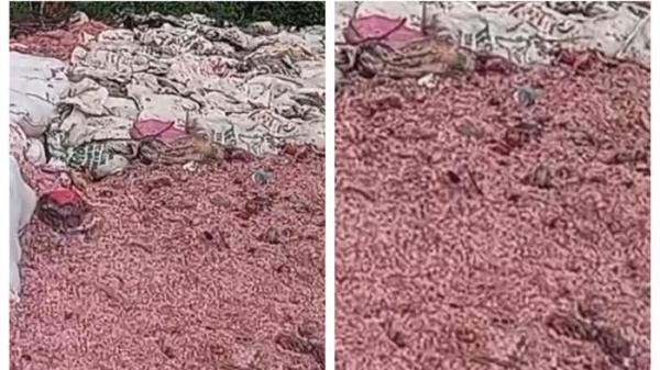 CACAHAN UANG KERTAS - Cacahan kertas yang diduga menyerupai uang rupiah tercecer di area tempat pembuangan sampah (TPS) liar di Kampung Serang, Desa Taman Rahayu, Kecamatan Setu, Kabupaten Bekasi. Rabu (28/1/2026)(Dok: Instagram @sahabatpedulilingkungan)