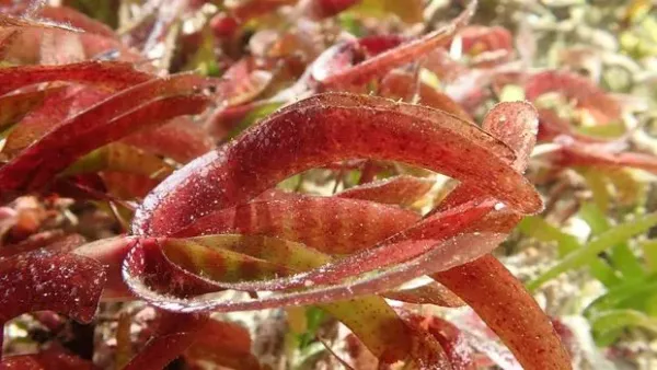 Temuan keanekaragaman hayati di Maluku Barat Daya