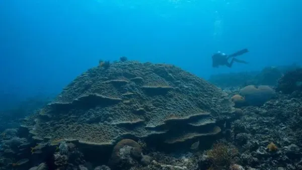 Temuan keanekaragaman hayati di Maluku Barat Daya