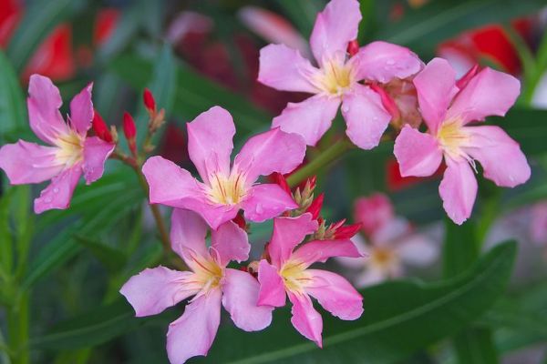 This may contain: pink flowers with yellow stamens and green leaves