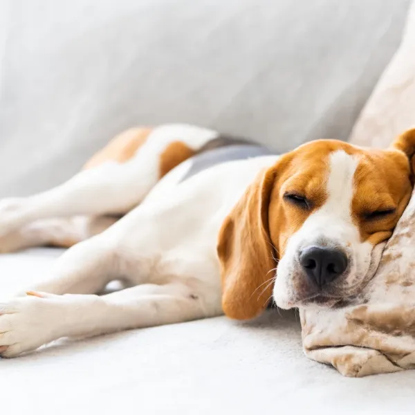 dog sleeping on her side very comfortable