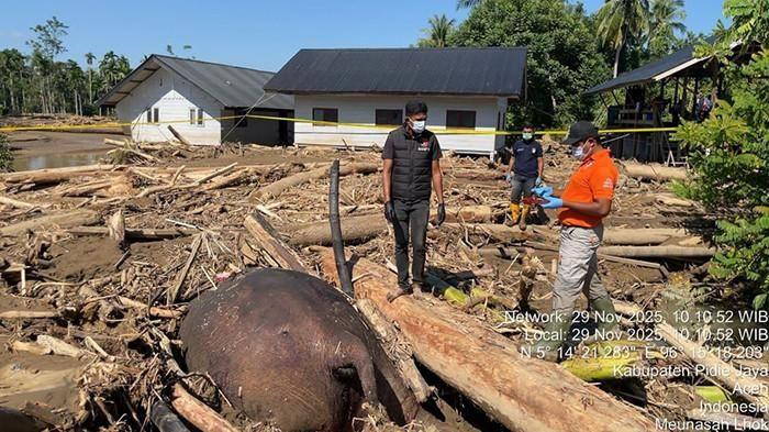 GAJAH MATI : Personel Unit Inafis Identifikasi dan Unit Tipidter Sat Reskrim Polres Pidie Jaya, melakukan olah TKP terhadap gajah mati ditumpukan kayu di bantaran Krueng Meureudue, Sabtu ( 29/11/2025) sekira pukul 09.00 WIB. Satwa dilindungi itu mati, diduga terbawa banjir. (Serambinews.com/HO/serambinews)