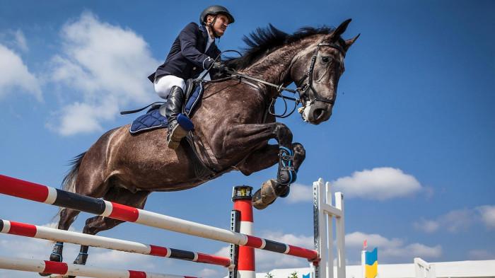 Penunggang dan kudanya melakukan Show Jumping melompati rintangan.