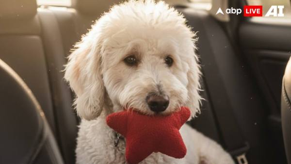 (Image Source: ABPLIVE AI)