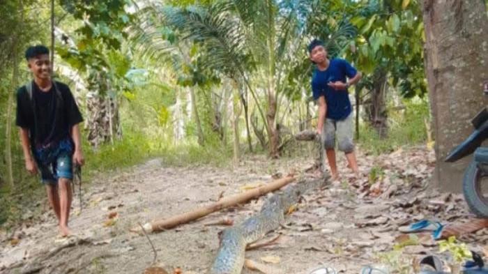 Kemunculan Ular Besar: Seekor ular piton sepanjang lebih dari enam meter.