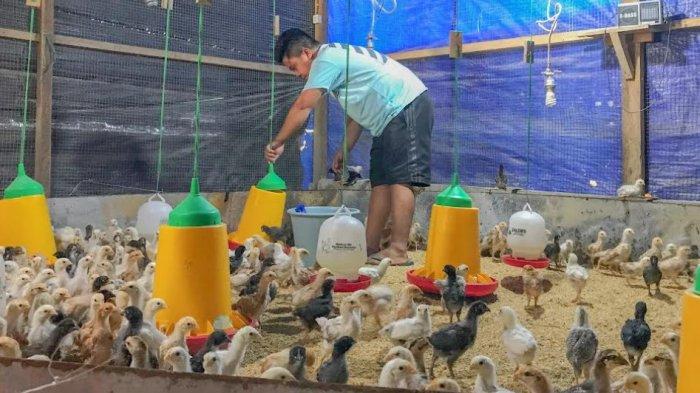 FOTO ILUSTRASI AYAM KAMPUNG-- Iswan T Pikoli, peternak ayam kampung ditemui Tribun Gorontalo di kandang miliknya di Desa Kopi, Kecamatan Bulango Utara, Kabupaten Bone Bolango, Gorontalo, Sabtu (22/2/2025). HILIRISASI -- Pemprov Gorontalo memulai awal hilirisasi ayam nasional di Gorut pada Jumat (6/2/2026).