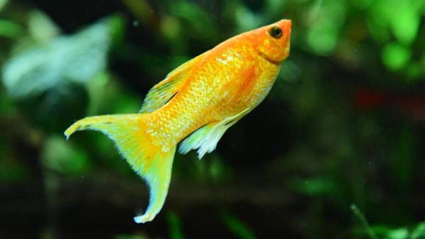 (Image Source: Canva)