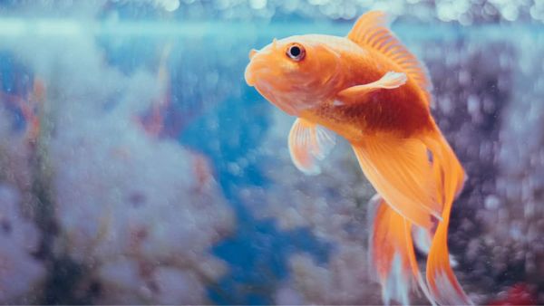 (Image Source: Canva)