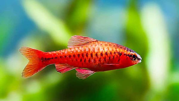 (Image Source: Pinterest/ AquascapeArtist)