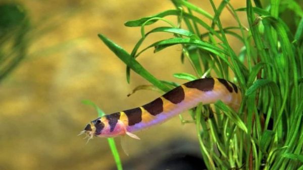 (Image Source: Canva)