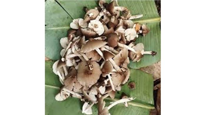 JAMUR TRUCUK - Jamur trucuk