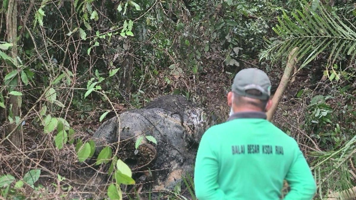 Seorang petugas BBKSDA Riau melihat gajah yang mati akibat dibunuh, di Kabupaten Pelalawan, Riau, Jumat (6/2/2026).(KOMPAS.COM/Dok. Polda Riau.)