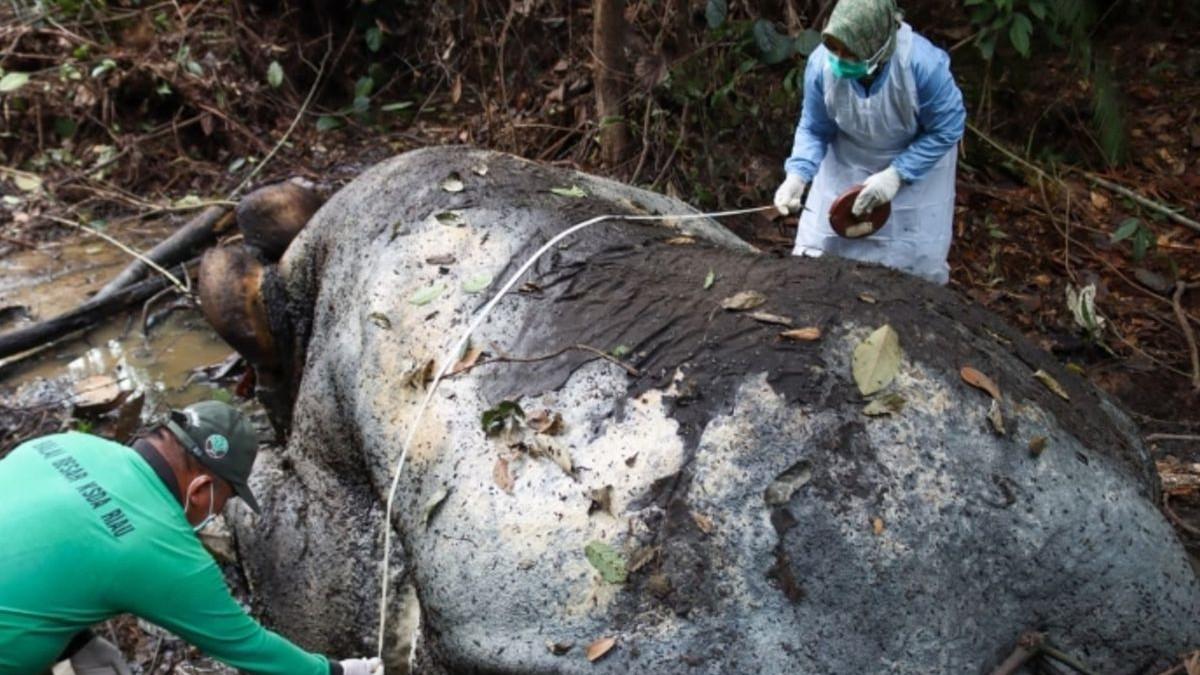 Tim medis BBKSDA Riau melakukan pemeriksaan terhadap gajah yang mati dibunuh di Kabupaten Pelalawan, Riau, Kamis (5/2/2026).(KOMPAS.COM/Dok. BBKSDA Riau.)