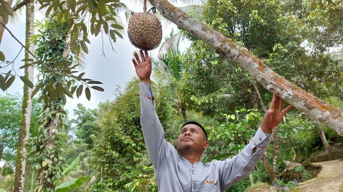 BERTANI: Paimin (47) menujukan durian yang siap dipanen di sela kesibukannya merawat ODGJ dan sebagai Kades Kedunggong Kecamatan Sadang Kabupaten Kebumen.