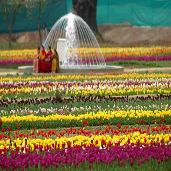 tulip winter bloom srinagar