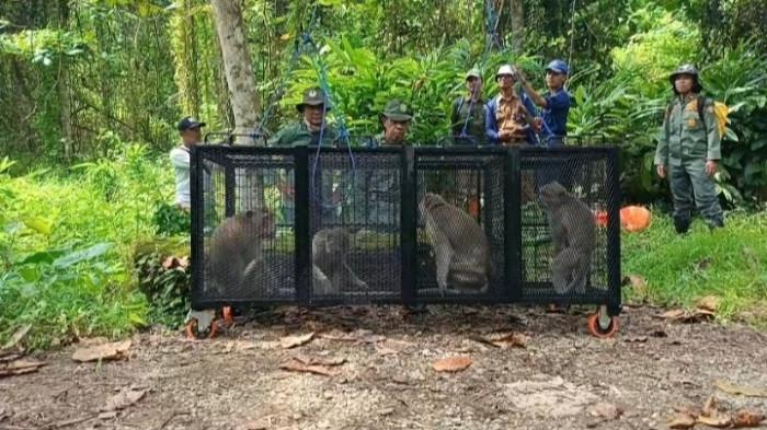 Empat Monyet Dilepaskan - Petugas Resor KSDA Wilayah Cilacap melepasliarkan empat Monyet Ekor Panjang (MEP) di kawasan Cagar Alam Nusakambangan Timur, Rabu (11/2/2026).