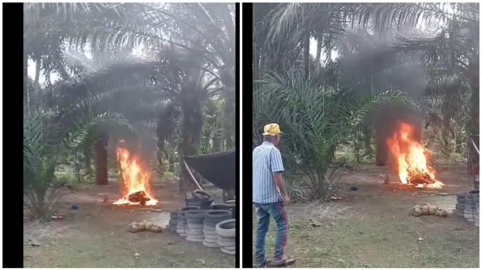KAKEK BAKAR MOTOR- Viral aksi seorang kakek bakar sepeda motornya di bawah pohon sawit di Kecamatan Tikke Raya, Kabupaten Pasangkayu, Sulawesi Barat (Sulbar), Rabu (11/2/2026).