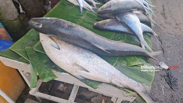BANDENG RAWA BELONG - Jelang Imlek, pedagang bandeng berukuran jumbo mulai membula lapak di kawasan Rawa Belong, Kebon Jeruk, Jakarta Barat, Jumat (13/2/2026). Makan bandeng saat Imlek merupakan tradisi bagi warga Betawi di kawasan Rawa Belong.