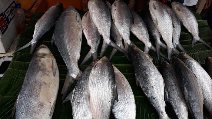Deretan ikan bandeng ukuran besar yang dijual di Rawa Belong, Kebon Jeruk, Jakarta Barat,  