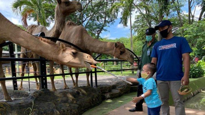 Pengunjung anak yang memberi makan unta di Kebun Binatang Surabaya