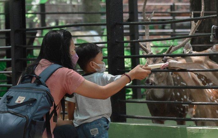 WISATA SURABAYA - Pengunjung tengah melihat koleksi satwa di Kebun Binatang Surabaya.