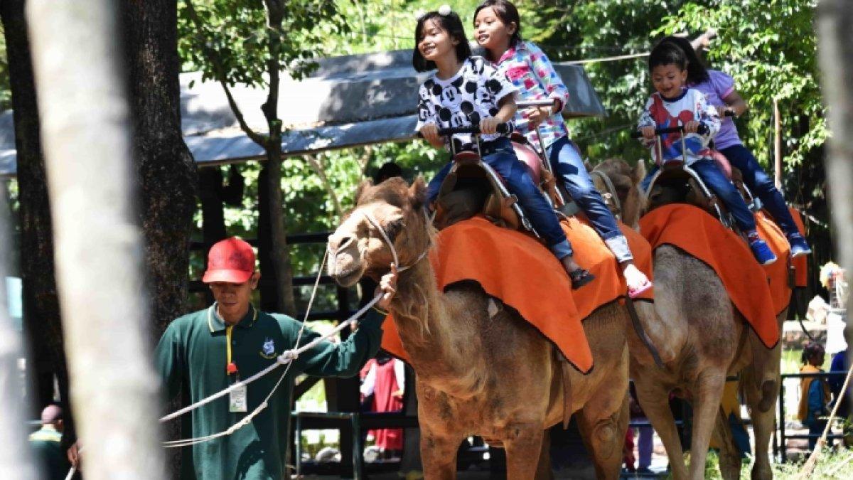 Wahana menunggang unta di Kebun Binatang Surabaya, Jawa Timur