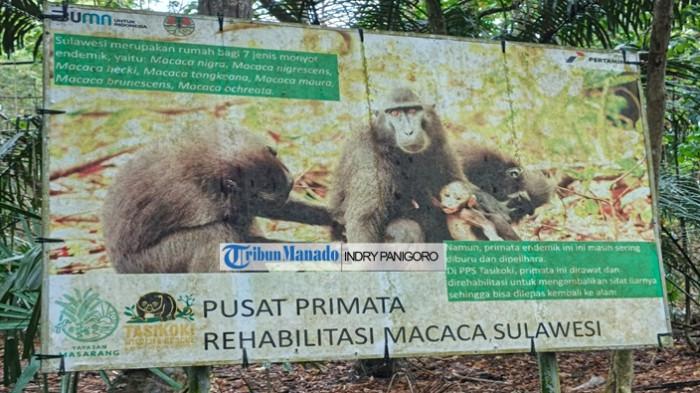 SATWA - Papan informasi Pusat Primata Rehabilitasi Macaca Sulawesi terpasang di kawasan Pusat Penyelamatan Satwa (PPS) Tasikoki, Kabupaten Minahasa Utara, Sulawesi Utara, Senin 9 Februari 2026 Fasilitas ini menjadi tempat perawatan dan rehabilitasi berbagai spesies monyet endemik Sulawesi, seperti Macaca nigra, Macaca nigrescens, hingga Macaca tonkeana, yang kerap menjadi korban perburuan dan perdagangan ilegal.