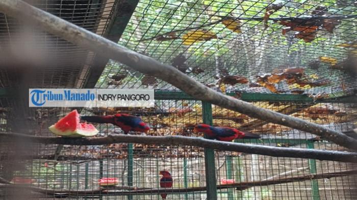 SATWA - Sejumlah burung Nuri terlihat berada di kandang rehabilitasi Pusat Penyelamatan Satwa (PPS) Tasikoki, Kabupaten Minahasa Utara, Sulawesi Utara, Senin 9 Februari 2026. Burung paruh bengkok endemik Kepulauan Talaud dan Sangihe tersebut merupakan satwa dilindungi yang diselamatkan dari praktik perdagangan ilegal di wilayah Sulawesi dan Indonesia Timur.