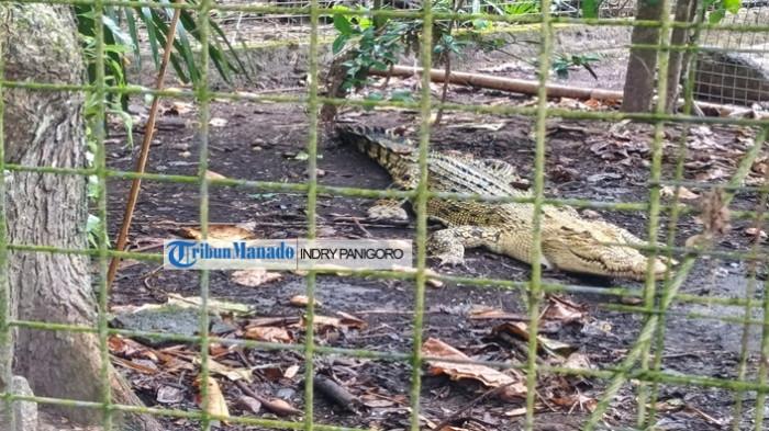 SATWA - Seekor buaya muara (Crocodylus porosus) terlihat berada di kandang rehabilitasi Pusat Penyelamatan Satwa (PPS) Tasikoki, Kabupaten Minahasa Utara, Sulawesi Utara, Senin 9 Februari 2026. Reptil tersebut merupakan satwa yang diamankan dari dugaan kepemilikan ilegal dan kini menjalani perawatan bersama ratusan satwa liar lainnya hasil penyelamatan aparat dan penyerahan masyarakat.