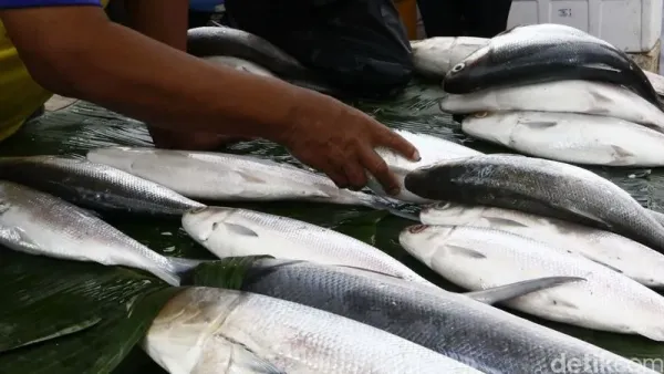 Ternyata alasannya gegara kandungan senyawa geosmin yang menempel dari kolam yang kotor.